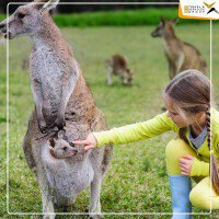 DU LỊCH ÚC: DAILY TOUR  BRISBANE - PARADISE COUNTRY – CITY TOUR