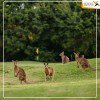 Du lịch Brisbane - Luxury Golf Tour - Gold Coast - Sydney 6 Ngày Giá tốt